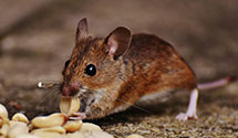 24 Hour & Emergency Exterminators in Sinking Spg, PA